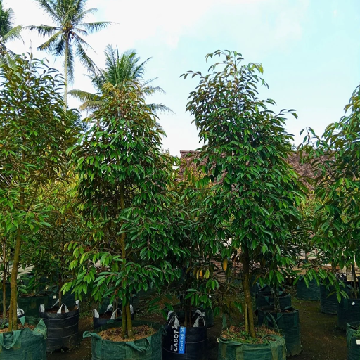 Bibit Durian Jumbo - Bibit Durian Super