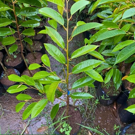 Bibit Kaki 1 - Bibit Durian Super