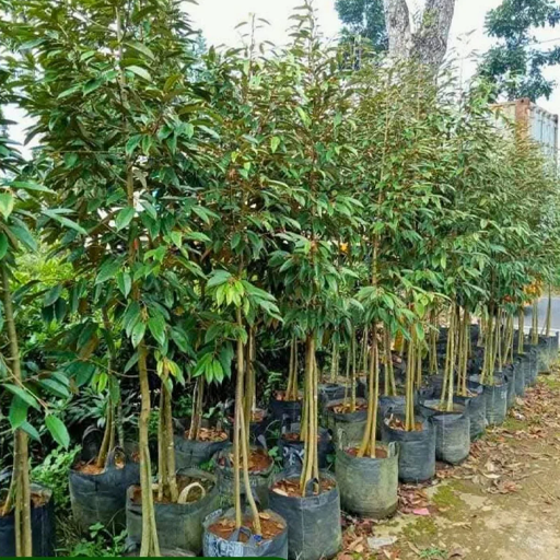 Bibit Kaki 3 - Bibit Durian Super
