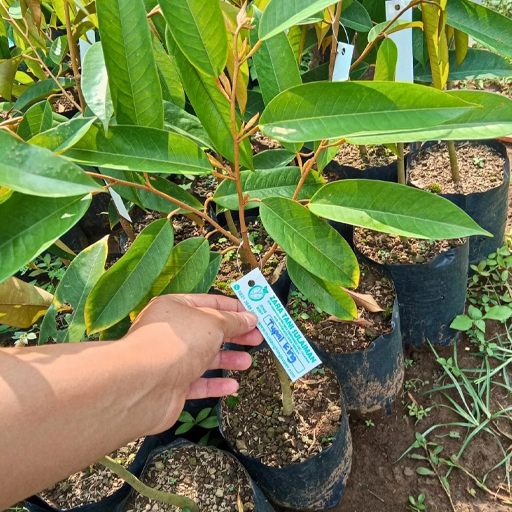 Bibit Durian Tupai King - Bibit Durian Super